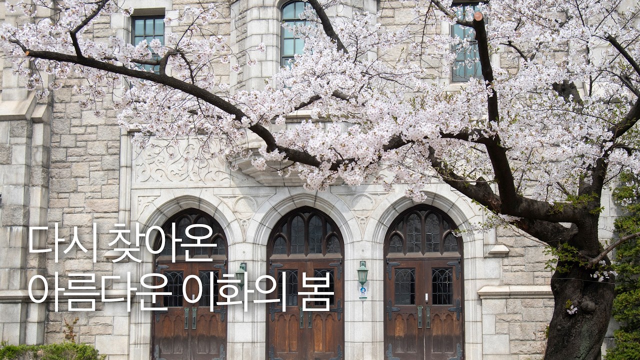 다시 찾아온 아름다운 이화의 봄, 영상스케치