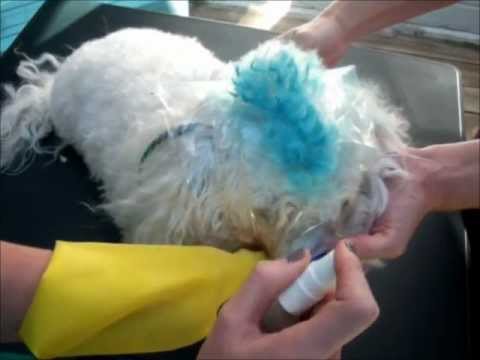 how to dye dog fur