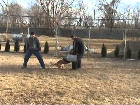 bandog
