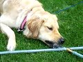 Molly vs. the hose