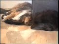Sleeping dog