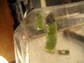 Monarch Caterpillar #2 pupating.