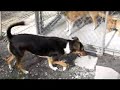 Champ Lucy & Trip.wmv