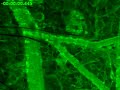 Scientific microscopy bloodstream of a living hamster