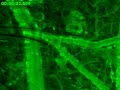 Scientific microscopy bloodstream of a living hamster Scientific microscopy bloodstream of a living hamster
