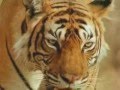 Beautiful-Tigers