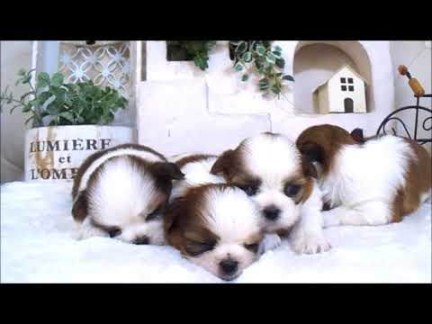 YouTube Preview Image