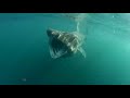 Basking shark feeding of the Cornish Coast 2008 Basking shark feeding of the Cornish Coast 2008