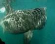 Basking shark feeding of the Cornish Coast 2008