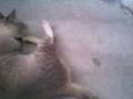 videos de gato bañandose