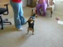 The Dancing Dachshund The Dancing Dachshund
