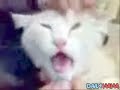 Cat Making Faces