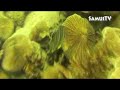 Simple Life Divers on Koh Tao Thailand - samuitv.com