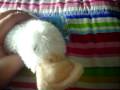 videos de New Webkinz!