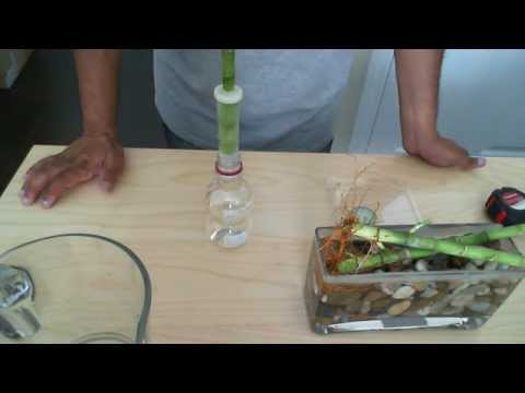 how to cut and replant lucky bamboo
