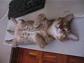 baby cat sleeping on table - part 2