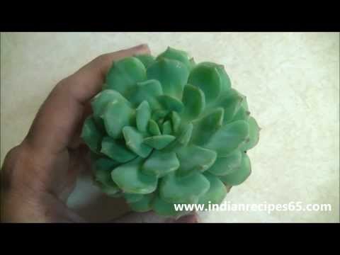 how to care succulent plants