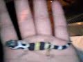 gecko leopard juveniles