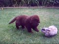 Puppy meets Bunny