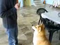 My akita inu Basic Commands