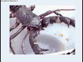 Name this scorpion Name this scorpion