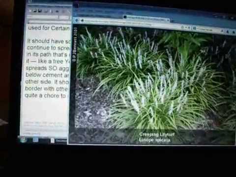 how to transplant monkey grass