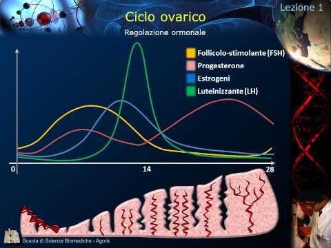 embriologia -