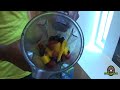 Sambazon Acai Smoothie by Sal Masekela of ESPN (XGAMES \