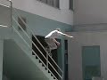 Quinn Feldman Contributed Footage
