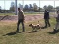 Dogo Canario - Psychic Tests