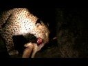 Leopard with kill in tree in Sabi Sands