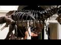 videos de Sue TREX
