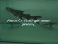 Our Arapaima Fish Farm