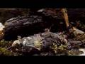 LAS 1: Decaying mole