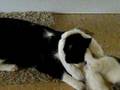 videos de retarded cats fighting