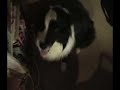 Hilarious Dog Video