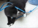 Chat Perlin