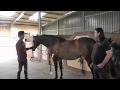 Saddle Fitting for the Thoroughbred Hack with Mathew Lawrence