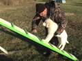 videos de 9 Week Old Kuvasz Pups Begin Agility