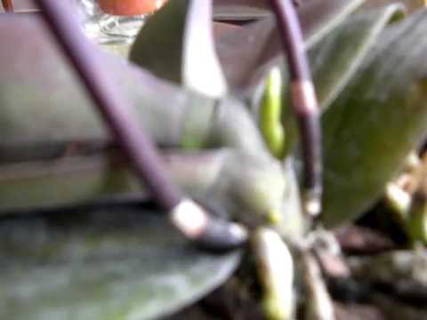 how to replant cut orchids