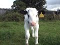 Holstein cow with Belgian Blue calf Holstein cow with Belgian Blue calf