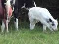 Holstein cow with Belgian Blue calf