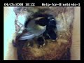 Mother Chickadee riding herd on active nestlings!