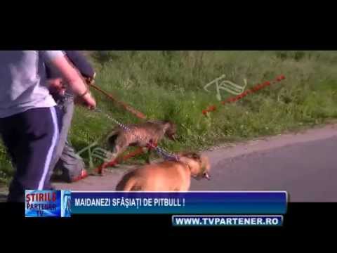 pitbul