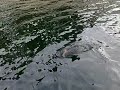 Jake nailing a nice hookjaw brown trout