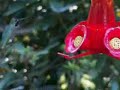 Same Birds Same Birds