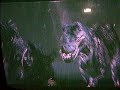 Kong vs 3 vrex Kong vs 3 vrex