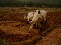 farming with oxen