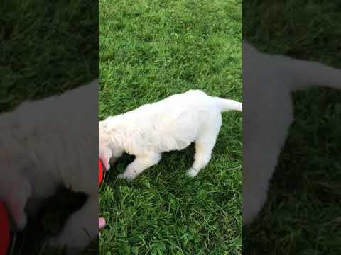 Frost a Playmate and Companion