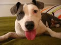 BULL-psy bojowe, amstaff pitbull BULL-psy bojowe, amstaff pitbull
